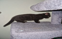 Mixed Breed cats for sale: Kittens - Image 6