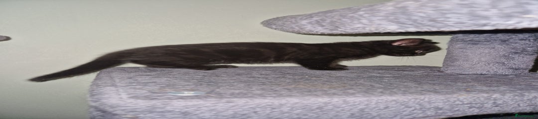 Mixed Breed Kitten 2