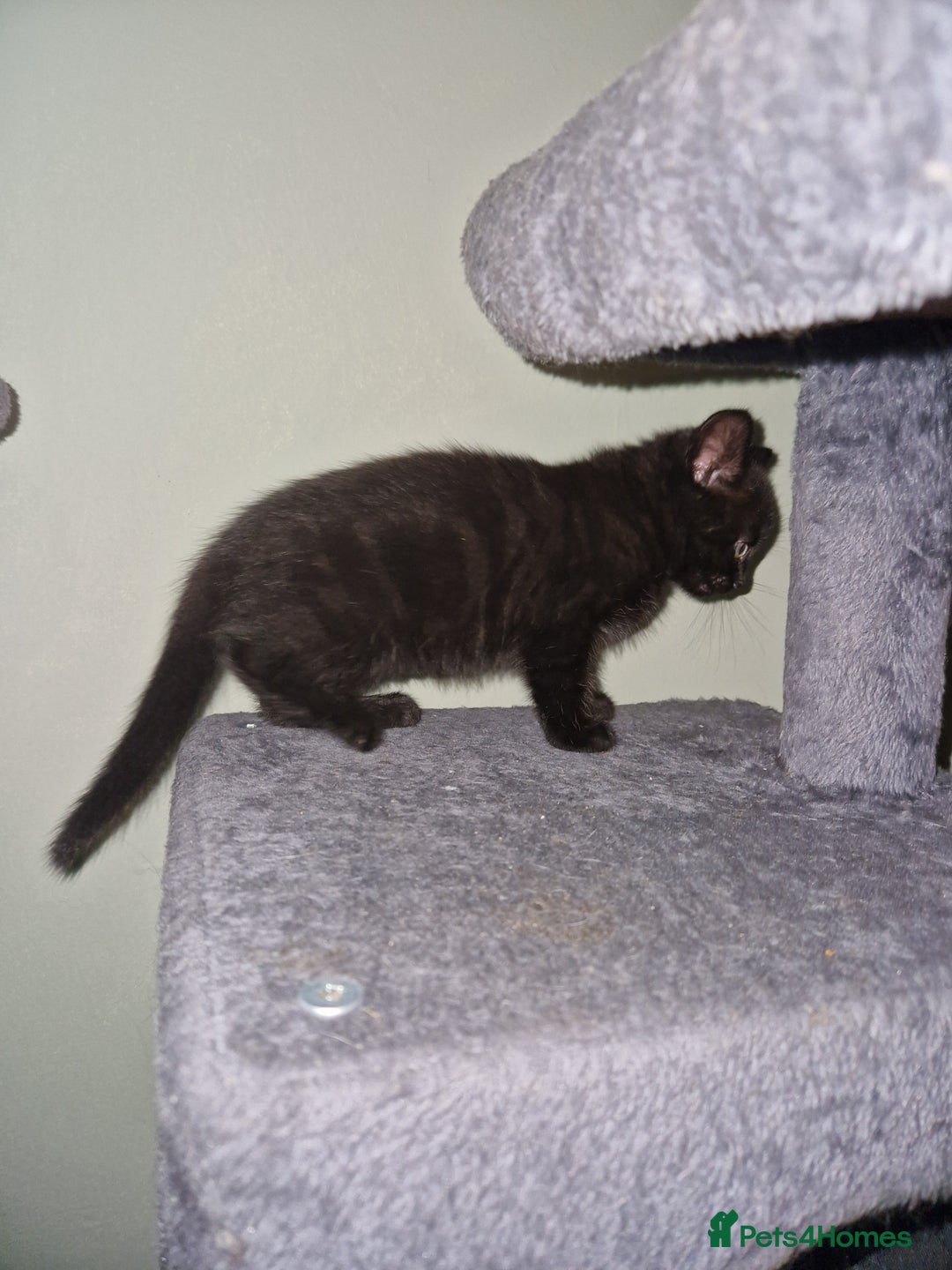 Mixed Breed cats for sale: Kittens - Image 6
