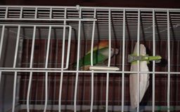 Lovebirds birds for sale: Lovebirds  - Image 6