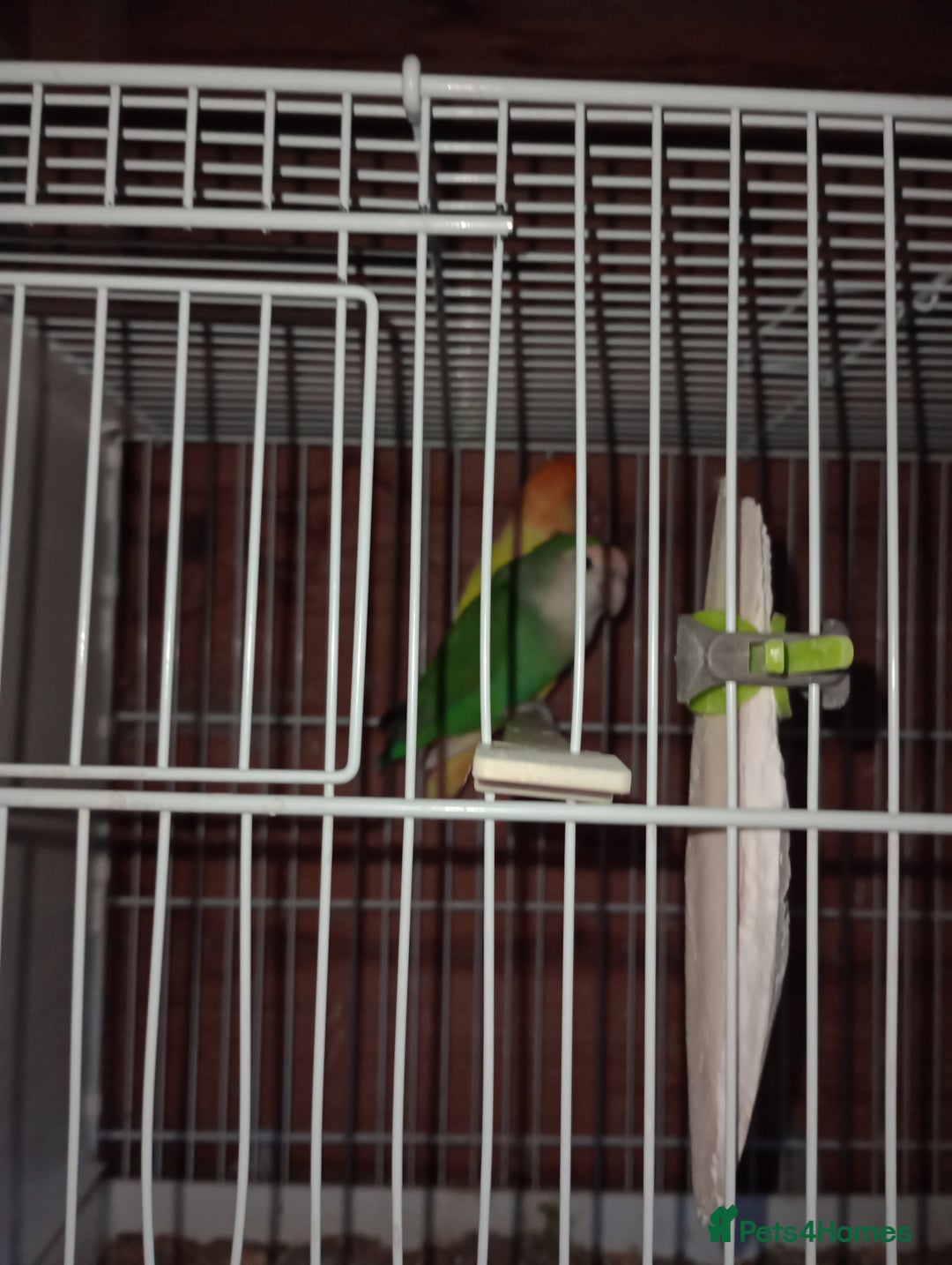Lovebirds birds for sale: Lovebirds  - Image 6
