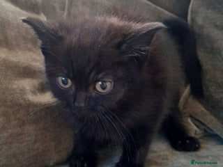 British Shorthair cats BSH Kittens Microchipped very friendly - Advert 8