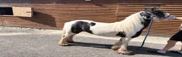 Irish Cob horses for sale: 11 hands 1 driving mare  - Advert 5