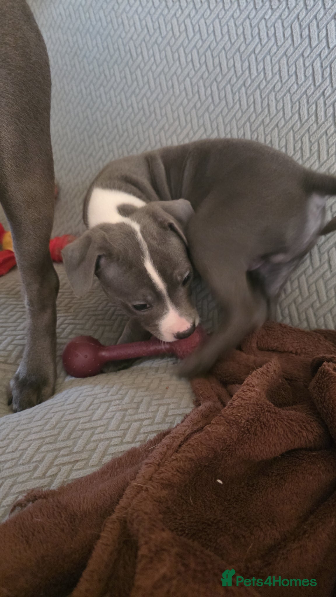 Staffordshire Bull Terrier dogs Staffy  - Advert 2