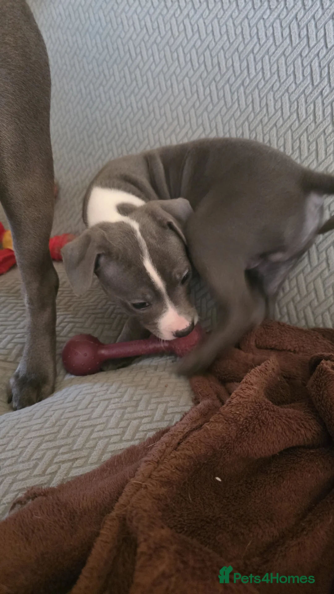 Staffordshire Bull Terrier dogs for sale: Staffy  - Advert 1