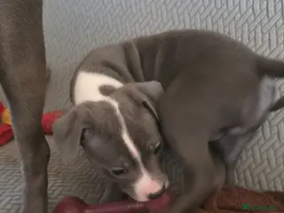 Staffordshire Bull Terrier dogs Staffy - Advert 11