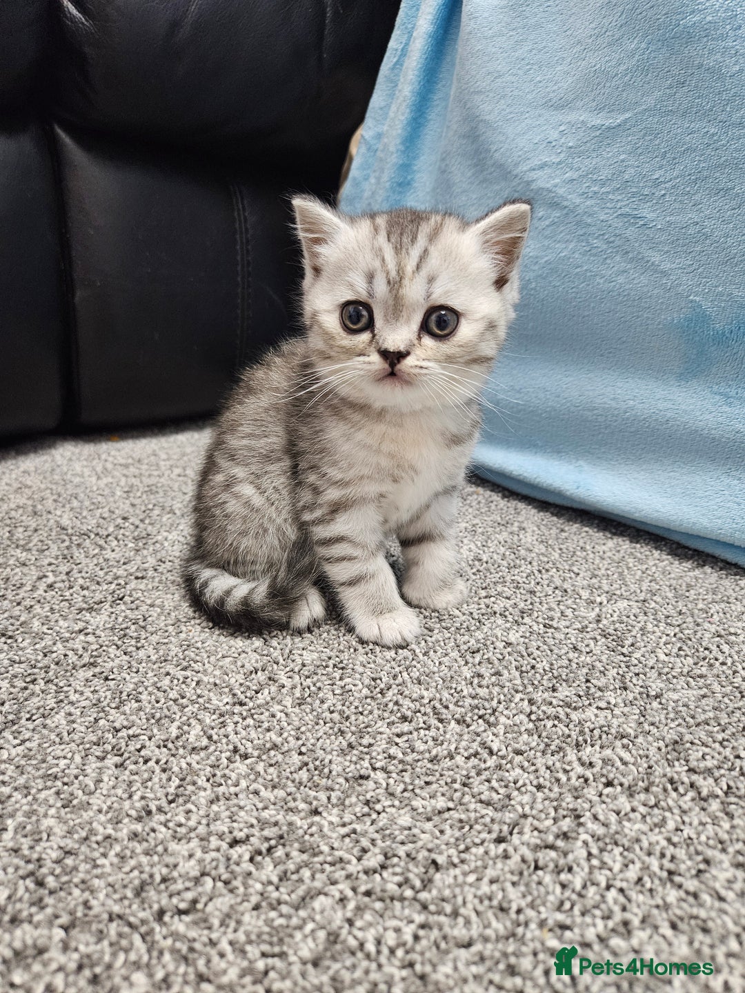 Scottish Fold cats for sale: Adorable Scottish fold Straight Ears Kittens  - Image 9