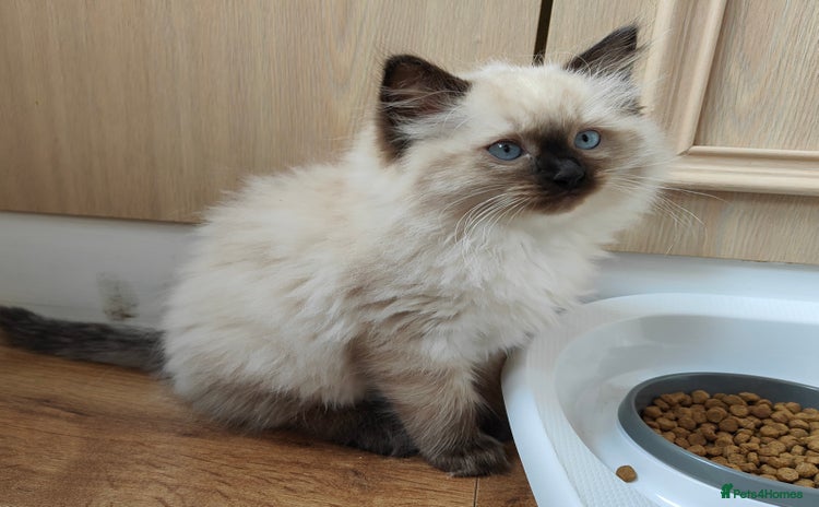 Ragdoll cats - Advert 10