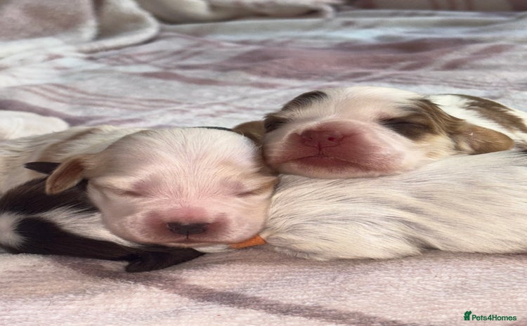 Cocker Spaniel dogs - Advert 4