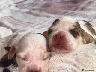 Cocker Spaniel dogs - Advert 5