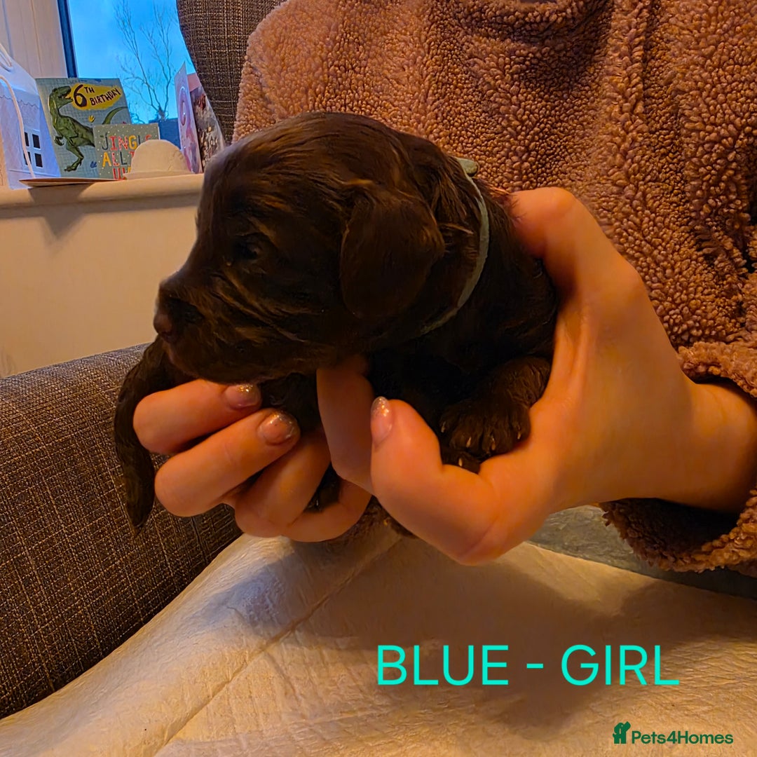 Cockapoo dogs for sale: Cockapoo Puppies - Advert 10