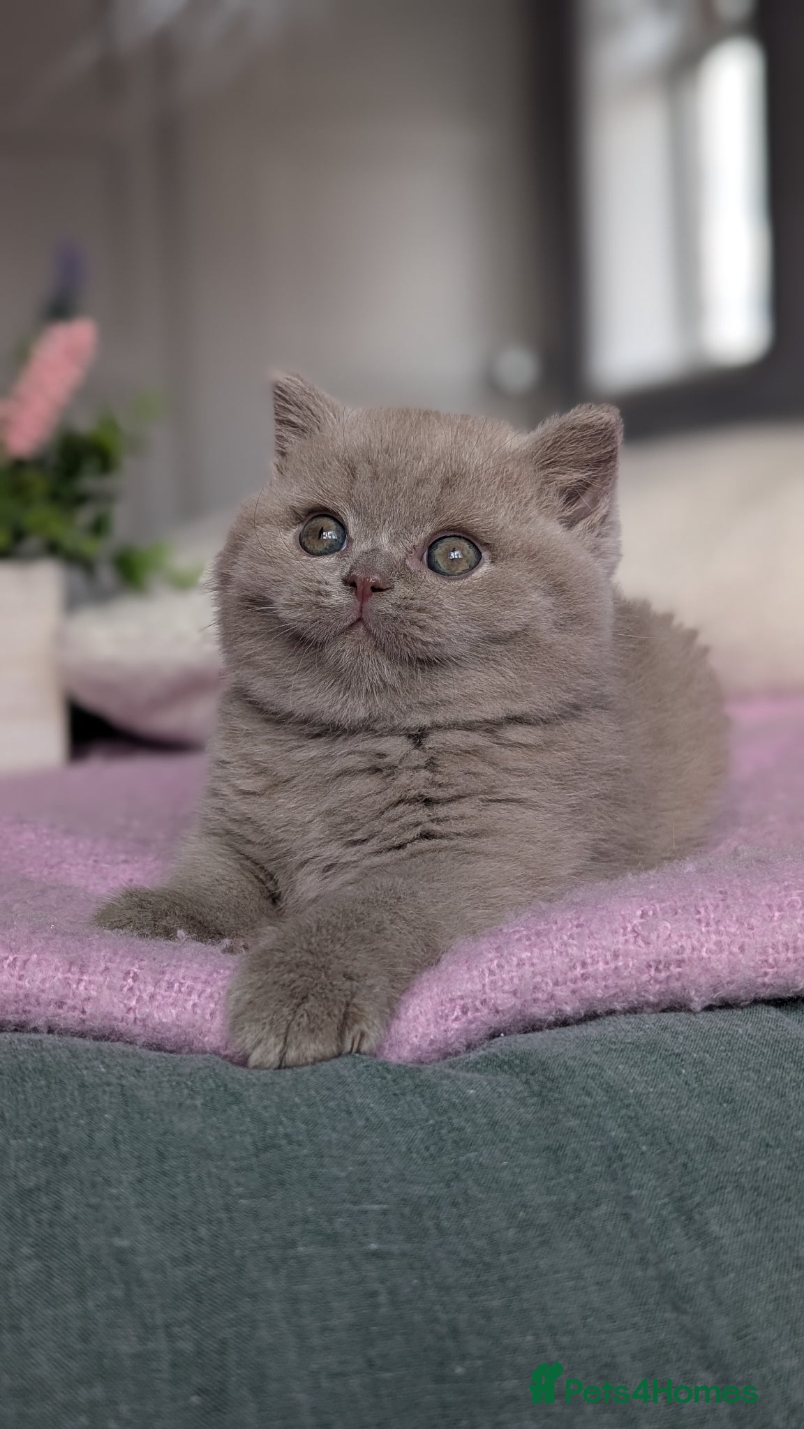 British Shorthair cats GCCF REGISTERED CHOCOLATE AND LILAC KITTENS - Advert 1