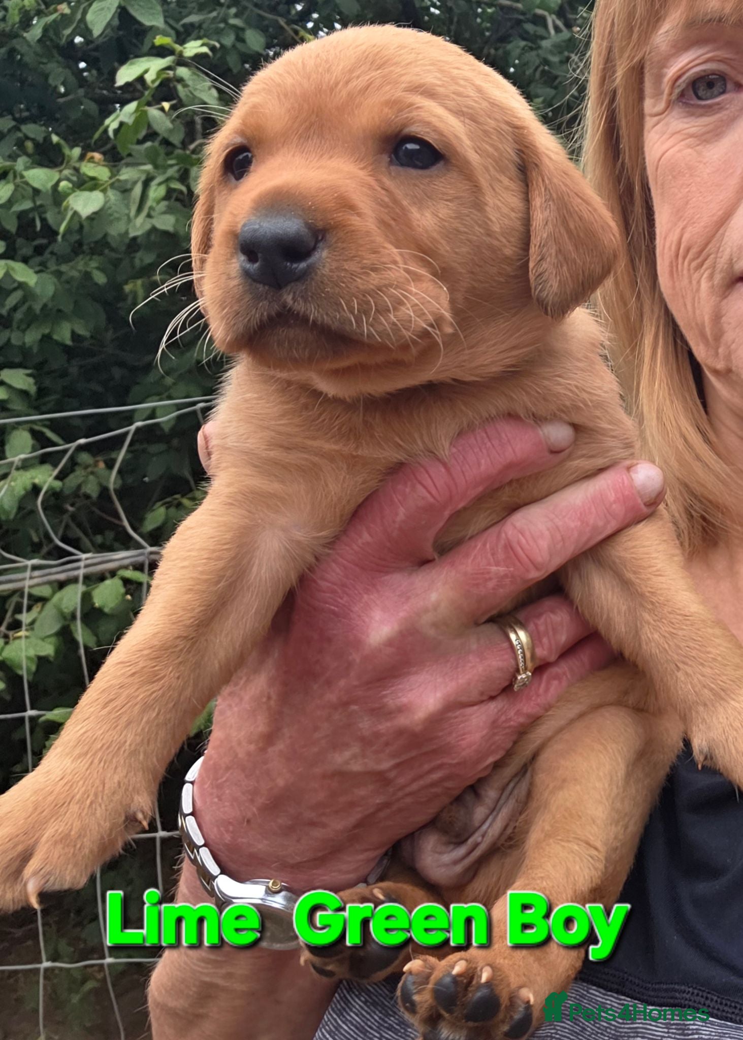 Labrador Retriever dogs Fantastic Fox Red Labrador Puppies  - Advert 2