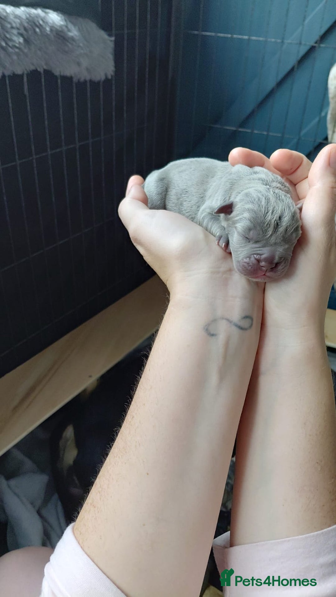 Olde English Bulldogge dogs for sale: Olde English Bulldogge Litter. - Image 3