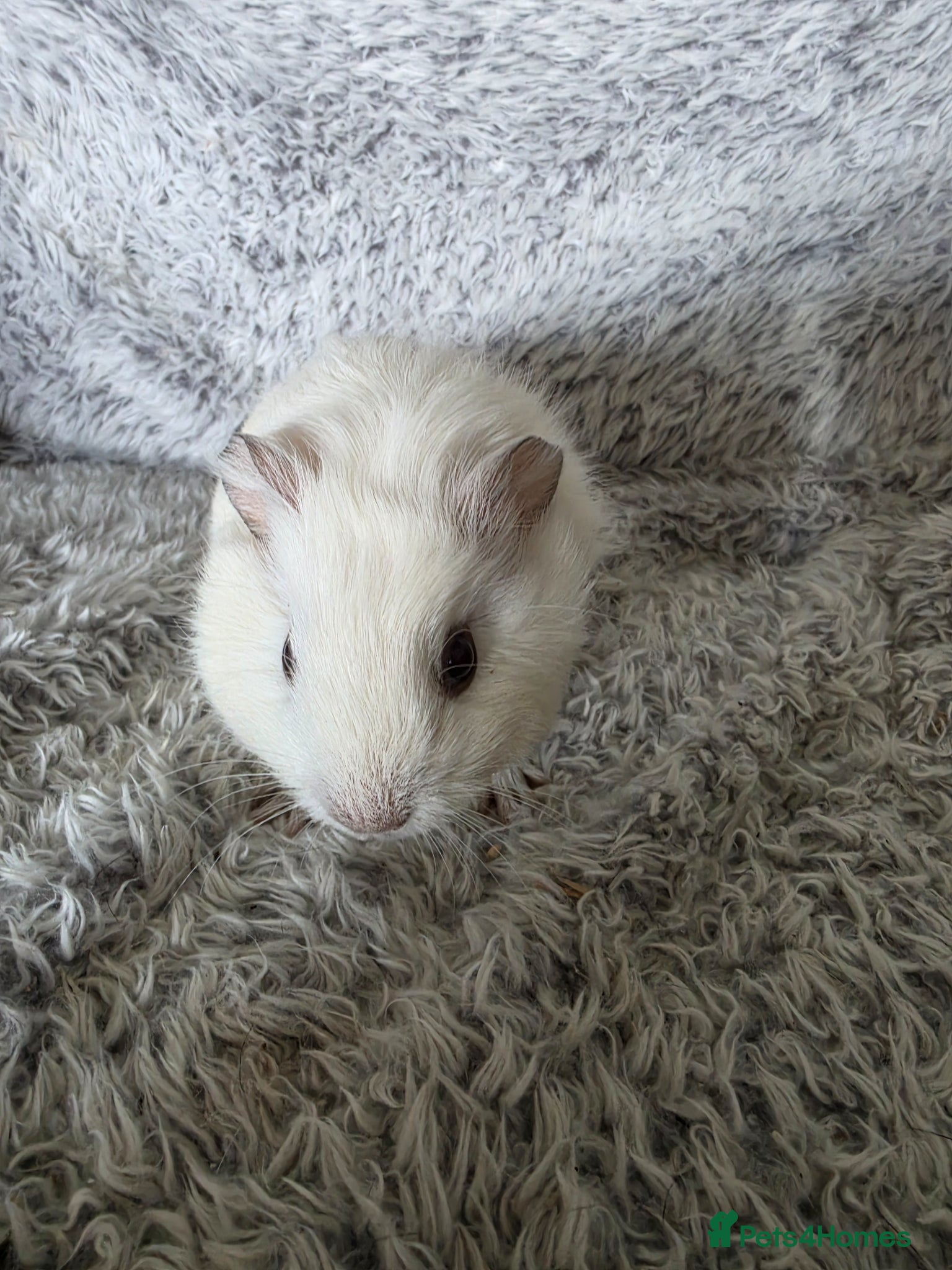 Guinea Pig rodents Boysx - Advert 3