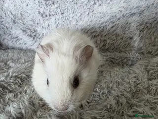 Guinea Pig rodents Boysx - Advert 3