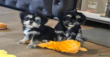 Shih Tzu dogs - Advert 12