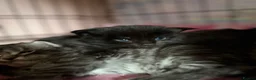 Maine Coon cats for sale: Stunning Maine coon kittens  - Advert 4
