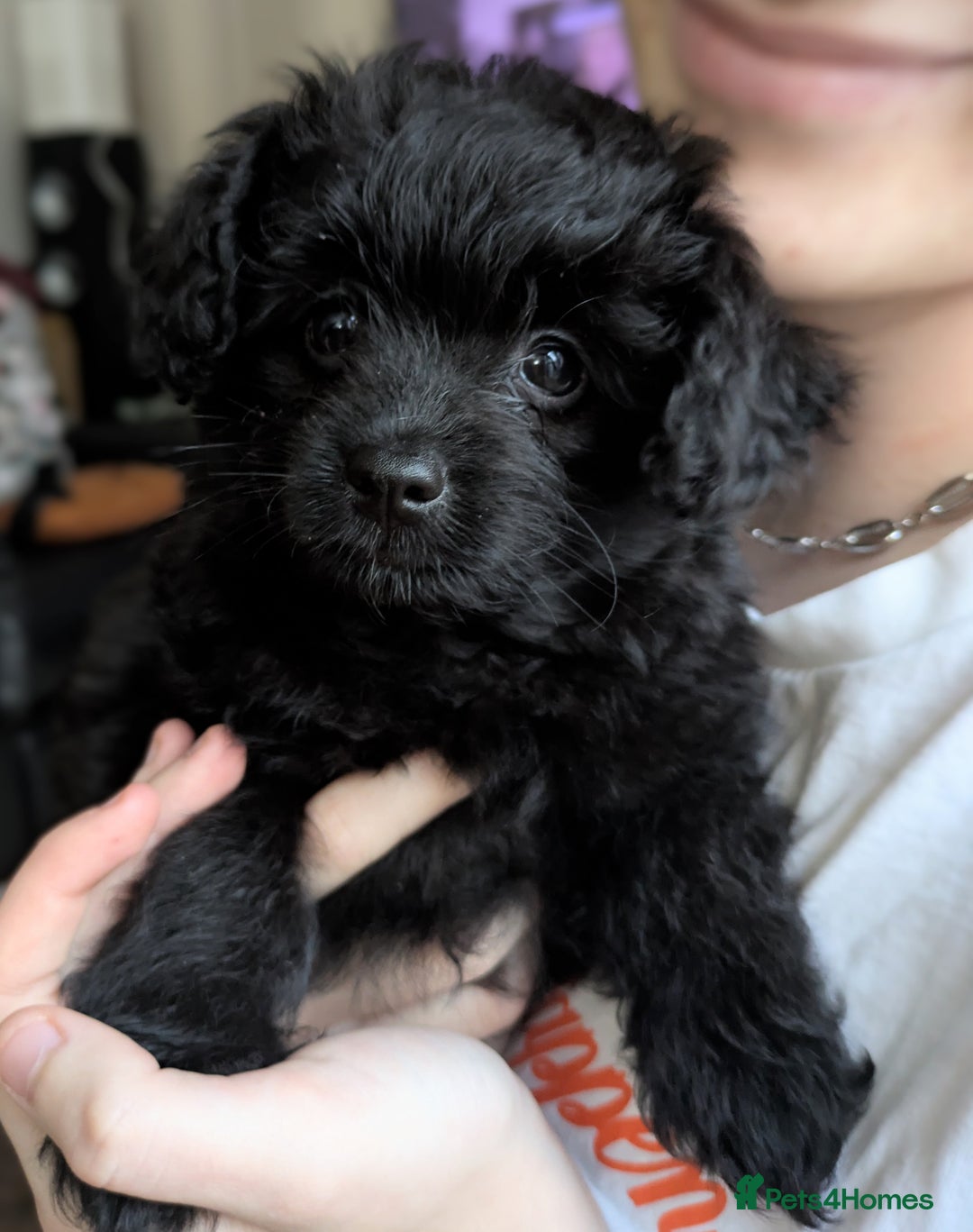Pomapoo dogs for sale: Gorgeous Pomapoo puppies, 1st vaccination  - Advert 3
