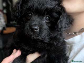 Pomapoo dogs Gorgeous Pomapoo puppies - Advert 16