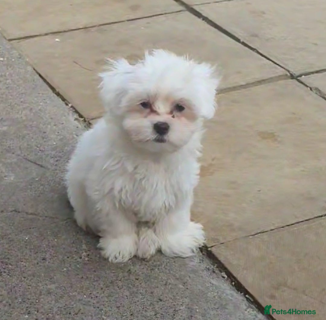 Maltese dogs for sale: Stunning Pure Maltese Puppies - Image 5