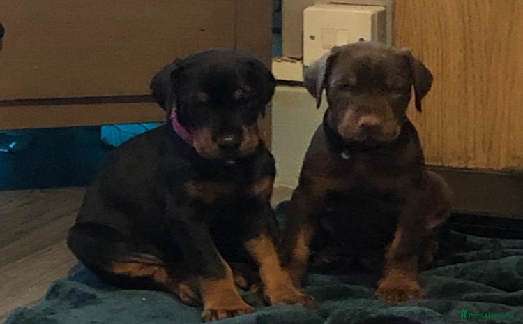 Dobermann dogs - Advert 2