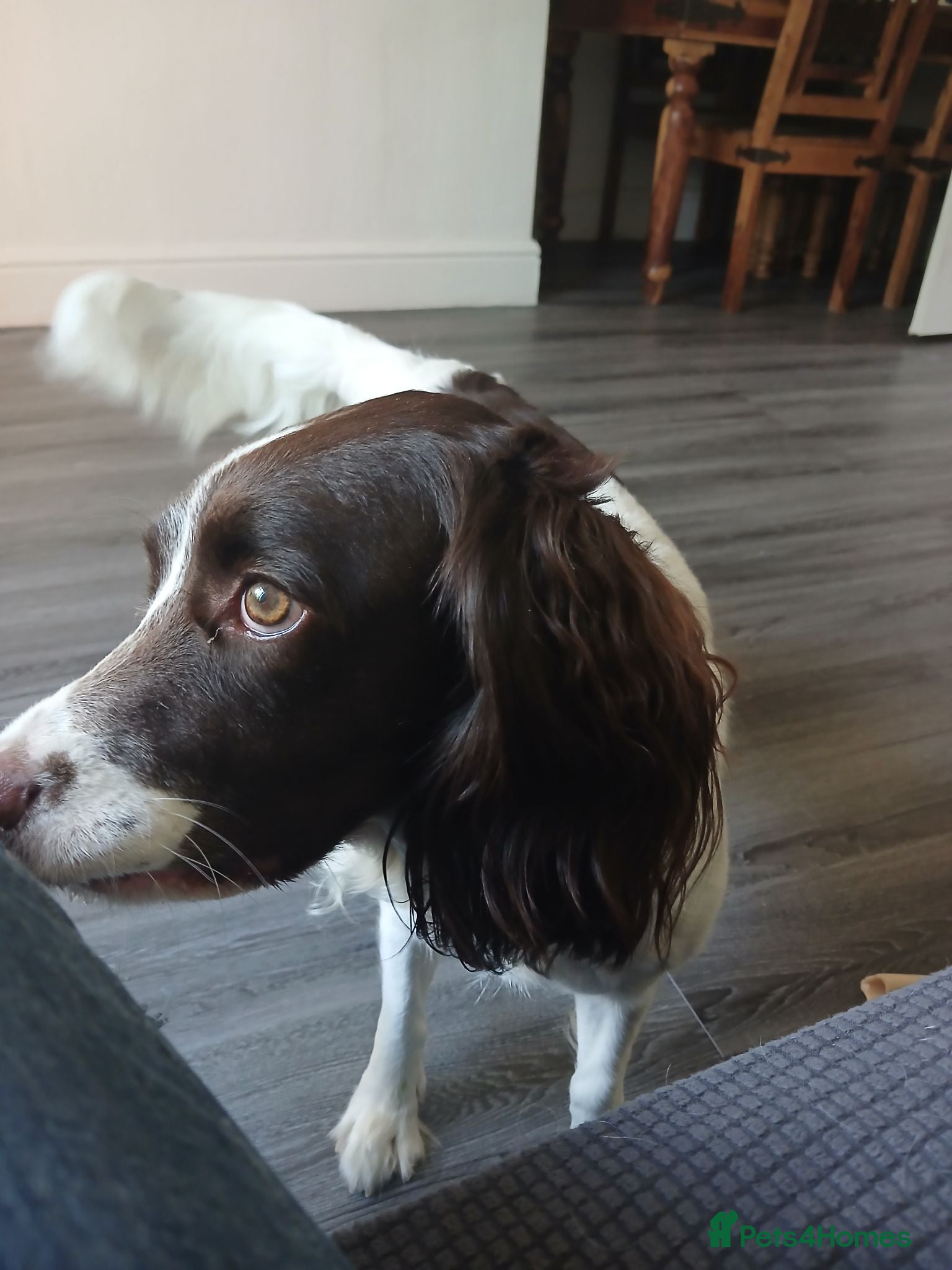English Springer Spaniel dogs English springer spaniel - Advert 13