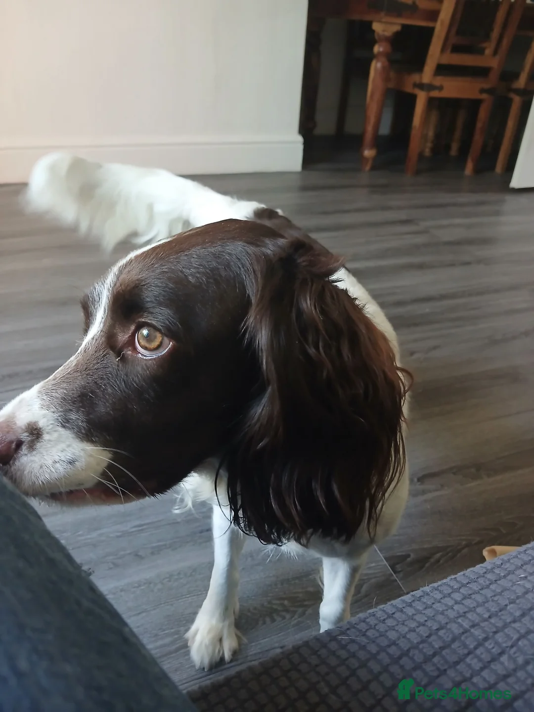 English Springer Spaniel dogs for sale: English springer spaniel in Morpeth - Advert 1