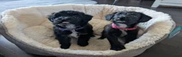 Mixed Breed dogs for sale: Poodle x frenchie - Advert 4