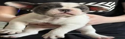 French Bulldog dogs for sale: French bulldog puppies  - Advert 2