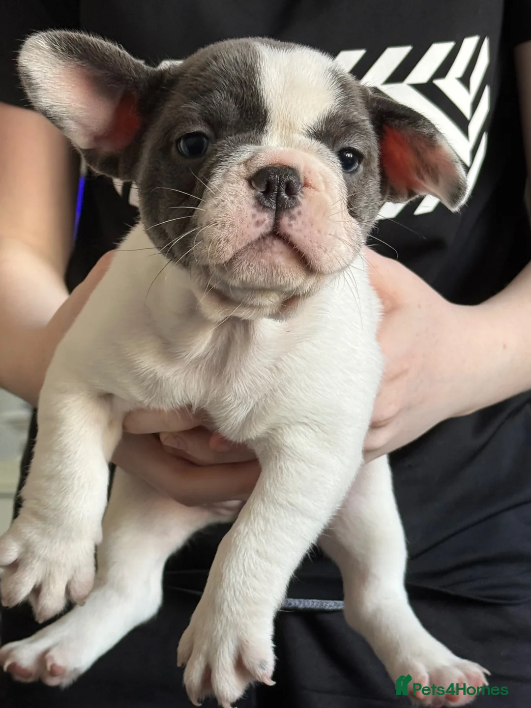 French Bulldog dogs for sale: French bulldog puppies  - Advert 2