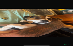 Jack Russell dogs for sale: Jack Russel  - Image 2