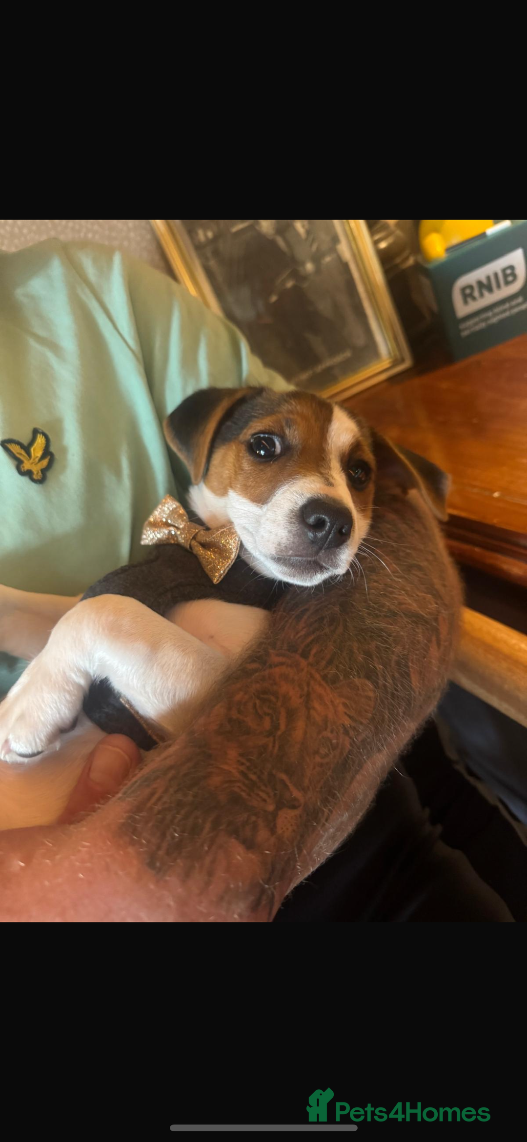 Jack Russell dogs for sale: Jack Russel  - Image 2