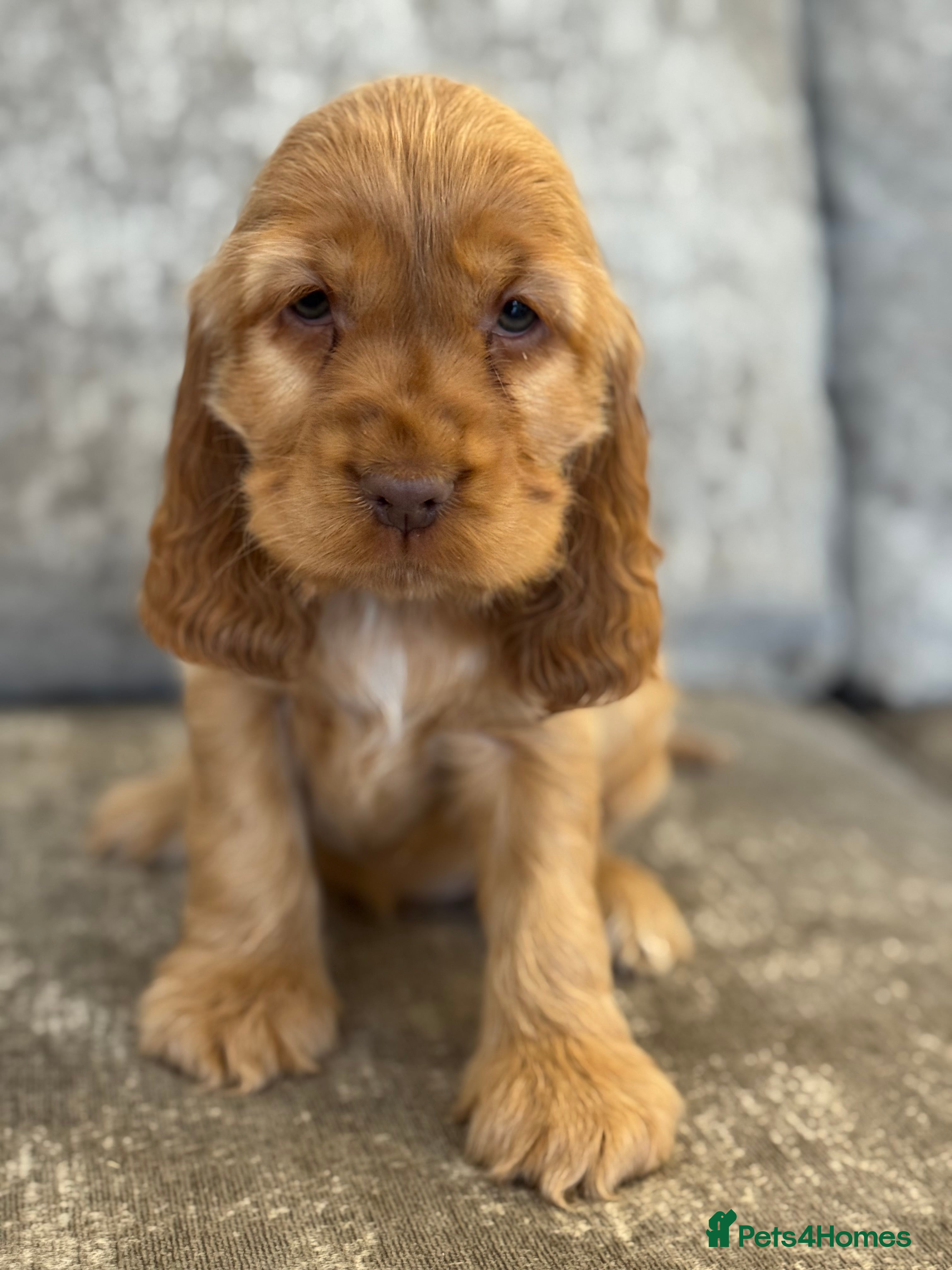 Cocker Spaniel dogs 100% SHOWTYPE KC REGISTERED HEALTH TESTED - Advert 8