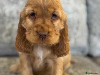 Cocker Spaniel dogs 100% SHOWTYPE KC REGISTERED HEALTH TESTED - Advert 14