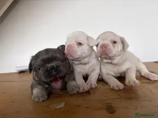 French Bulldog dogs French Bulldog Puppies KC registered - Advert 13