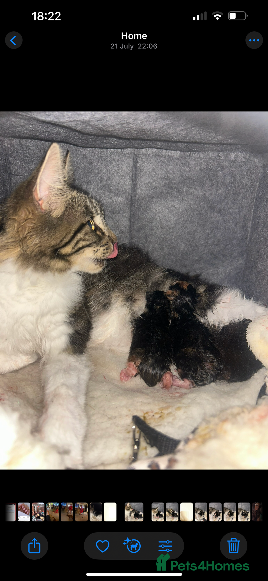 Mixed Breed cats for sale: Kittens mixed breed  - Image 11