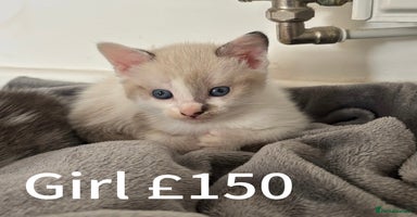 Mixed Breed cats - Advert 10