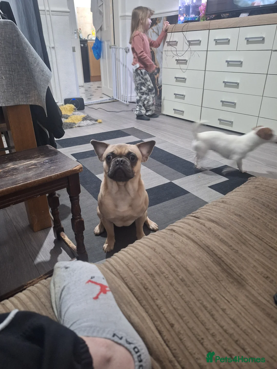 Jack Russell dogs for sale: Mia and bentley in Stoke-on-Trent - Advert 2