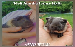 Guinea Pig rodents for sale: Beautiful abyssinian breed  - Image 8