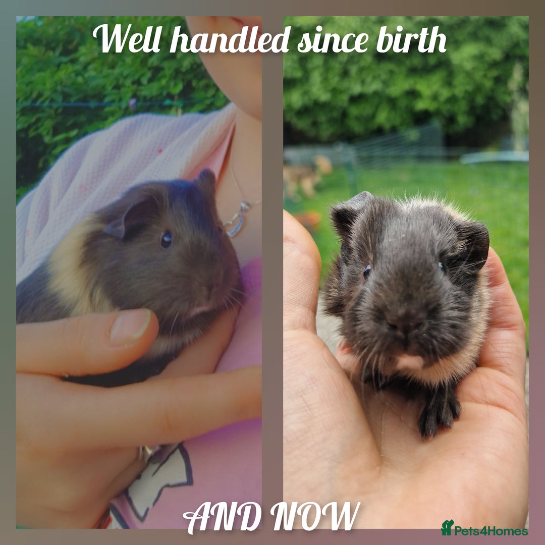 Guinea Pig rodents for sale: Beautiful abyssinian breed  - Image 8