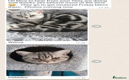 British Shorthair cats for sale: Your Furry Fantasy Awaits! - Image 24