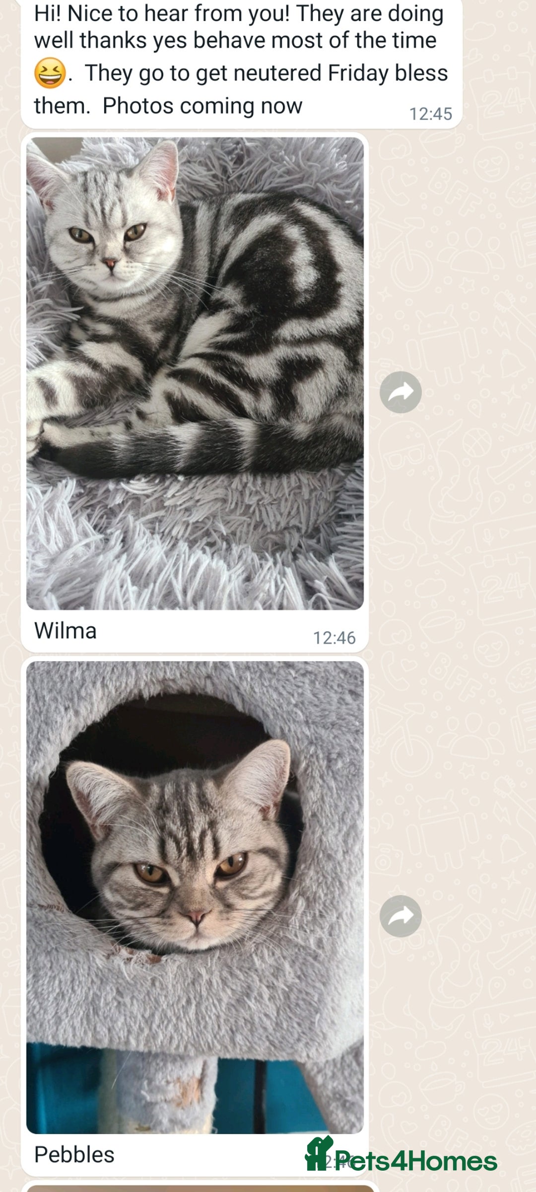 British Shorthair cats for sale: Your Furry Fantasy Awaits! - Image 24