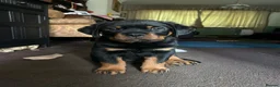 Rottweiler dogs for sale: KC registered rottweiler puppies - Advert 5