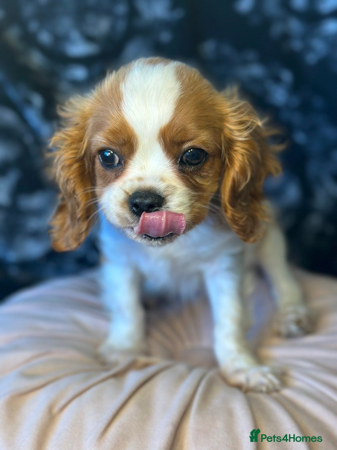 Cavalier King Charles Spaniel dogs 💙 KC Reg Cavalier King Charles-1 Boy Remaining 💙 - Advert 1