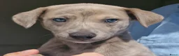 Whippet dogs for sale: Beautiful Whippet Puppies. - Advert 8