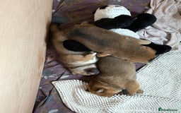 Japanese Shiba Inu dogs for sale: KC Registered Japanese Shiba-Inus  - Image 14
