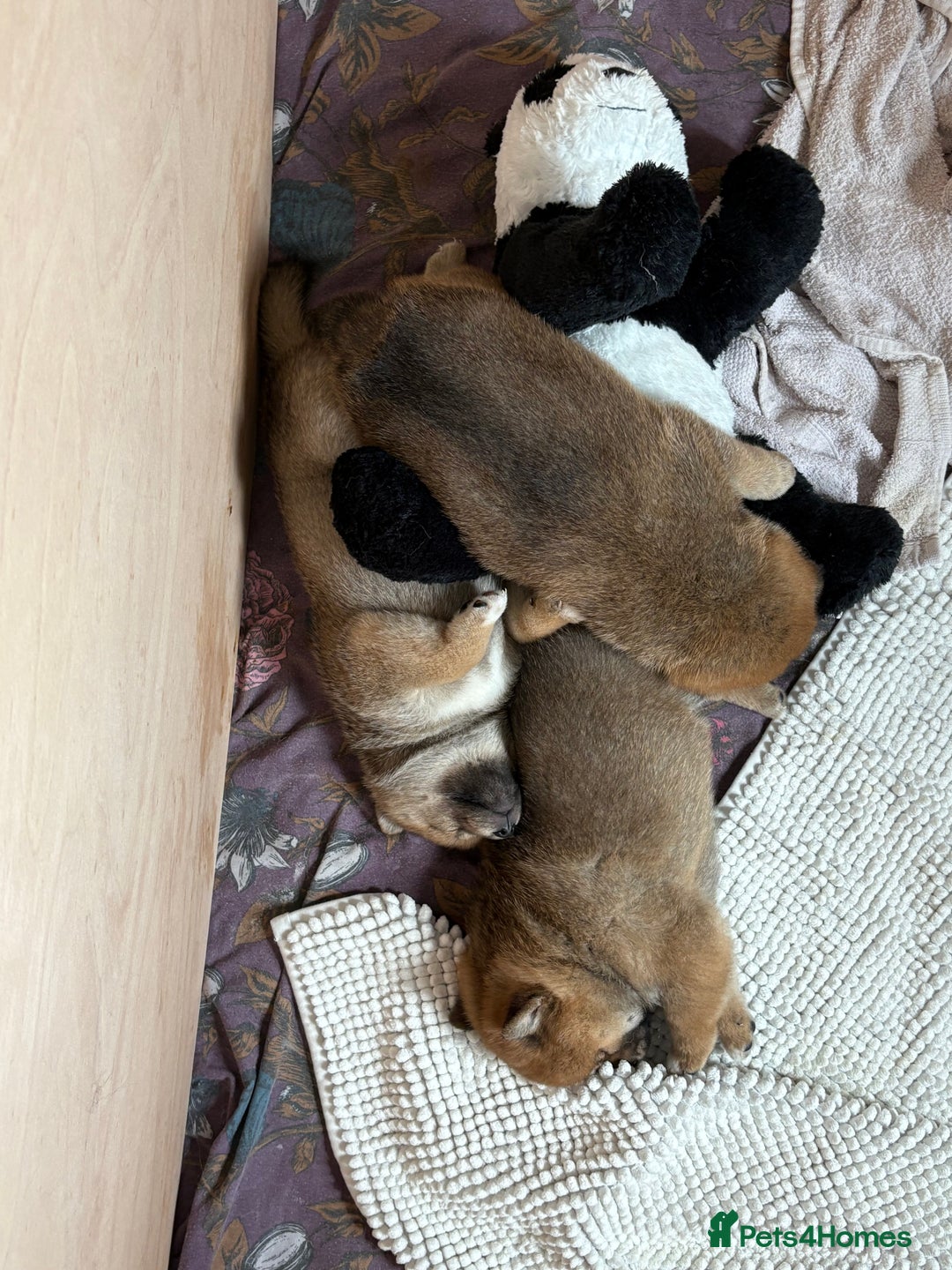 Japanese Shiba Inu dogs for sale: KC Registered Japanese Shiba-Inus  - Image 14
