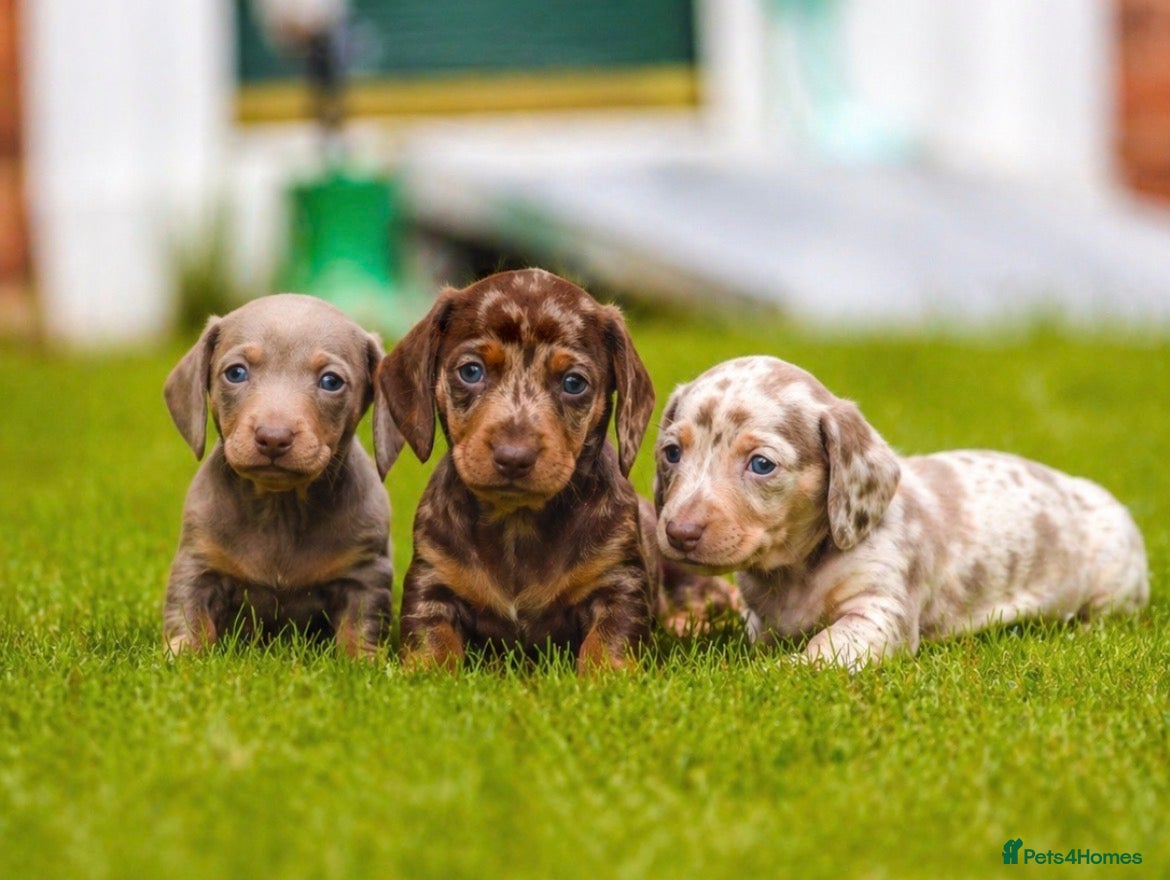 Miniature Dachshund dogs Kc registered miniature dachshunds❤️ - Advert 3