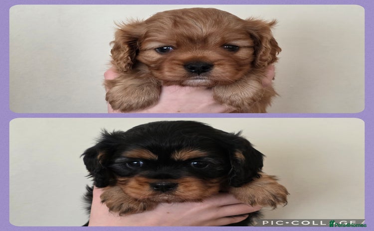 Cavalier King Charles Spaniel dogs - Advert 14